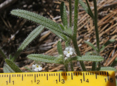 Cryptantha echinella