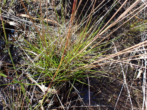 Image of Juncus capensis by (c) Eugene Hahndiek, some rights reserved (CC BY-SA)