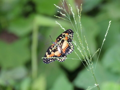 Chlosyne lacinia saundersi