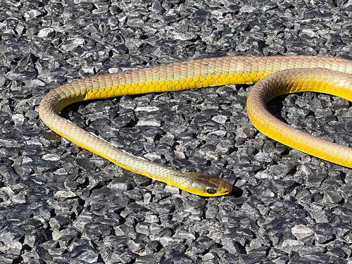 Common Tree Snake sighting