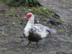 Cairina moschata domestica