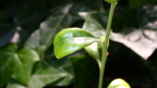 Maytenus boaria