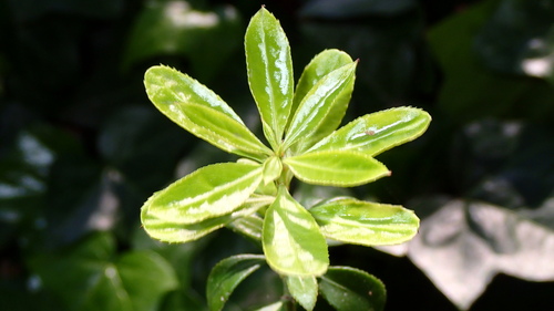Maytenus boaria