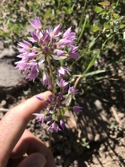 Allium bisceptrum