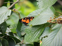 Chlosyne lacinia saundersi