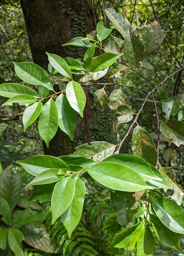 Image of Prunus phaeosticta by (c) 許文俊, some rights reserved (CC BY-SA)