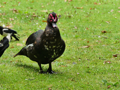 Cairina moschata domestica