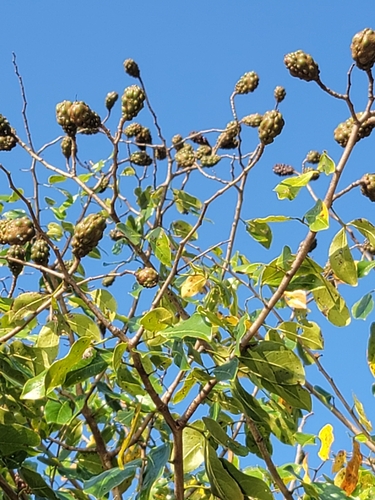 Hymenaea verrucosa observed 2024-09-20