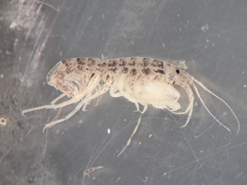 Microdeutopus gryllotalpa