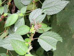 Polybetes rapidus