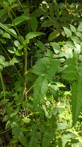 Aralia decaisneana (Aralia decaisneana)
