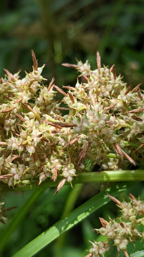 Image of Carex cruciata by (c) 許文俊, some rights reserved (CC BY-SA)