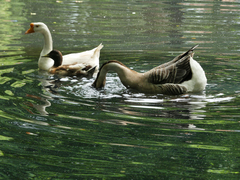 Anser cygnoides domesticus