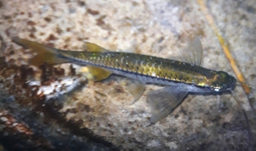 Flying barb (Esomus danrica) — Cyprinidae — 4