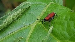 Rhodobaenus sanguineus