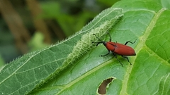 Rhodobaenus sanguineus
