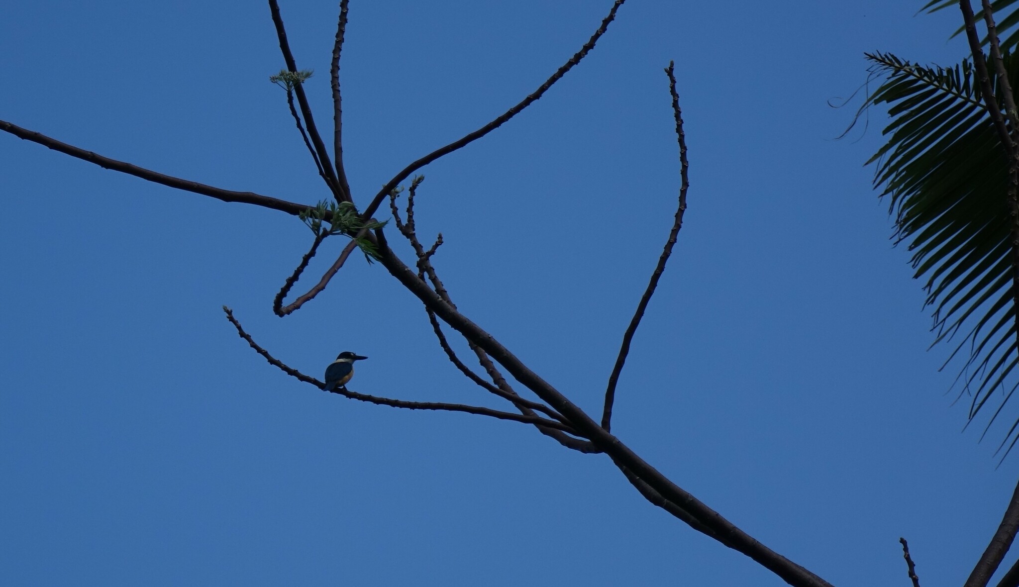 Flat-billed Kingfisher (Todiramphus recurvirostris), photo 10