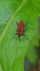 Rhodobaenus sanguineus