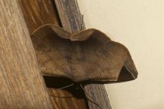 Psimada quadripennis