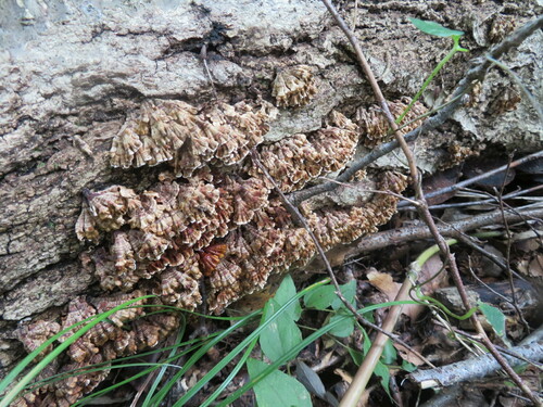 Xylobolus spectabilis