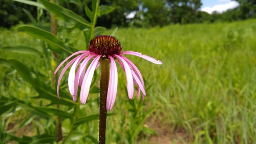 Photograph of Coneflowers