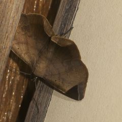 Psimada quadripennis