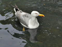 Larus michahellis