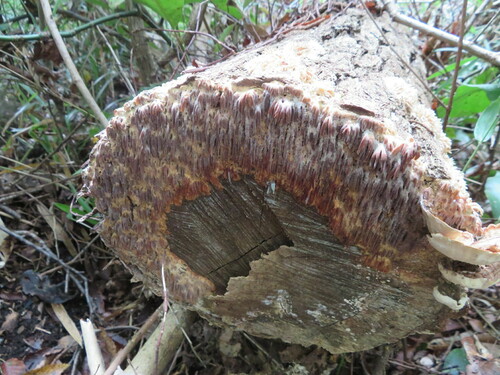 Radulomyces copelandii