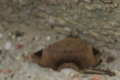 Psimada quadripennis