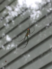 Leucauge argyrobapta image