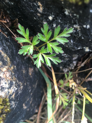 Conioselinum