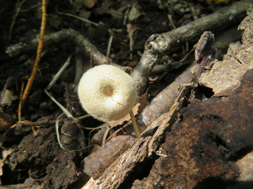 Lentinus arcularius