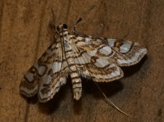 Elophila ekthlipsis