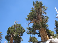 Pinus balfouriana austrina