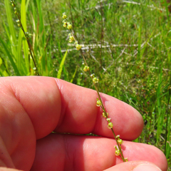 Triglochin palustris