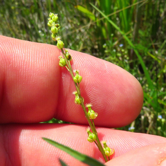 Triglochin palustris