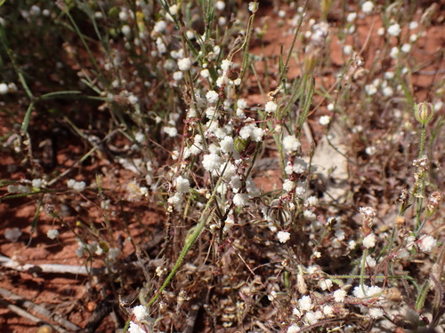 Image of Flat-Flowered Dodder (Cuscuta planiflora) by (c) Nina Kerr, some rights reserved (CC BY)
