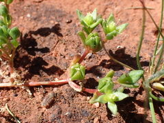 Red Gunniopsis (Gunniopsis rubra)