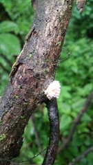 Xylaria flabelliformis