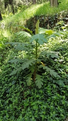 Bocconia frutescens