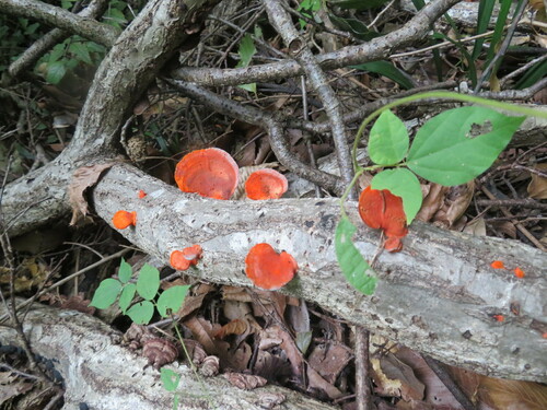 Trametes coccinea