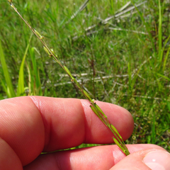 Triglochin palustris