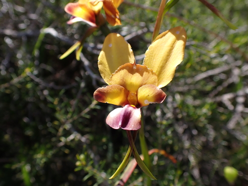 Image of Diuris magnifica by (c) Nina Kerr, some rights reserved (CC BY)