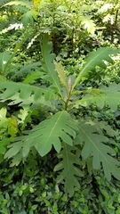 Bocconia frutescens