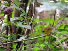 Myiothlypis bivittata