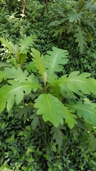 Bocconia frutescens