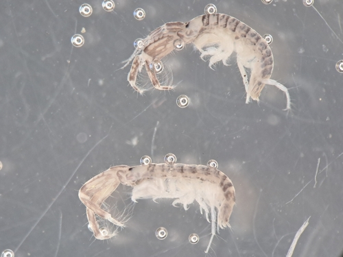 Monocorophium insidiosum