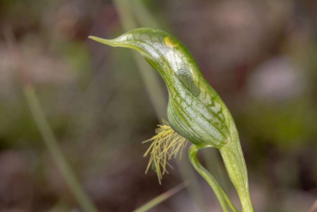 Pterostylis unicornis