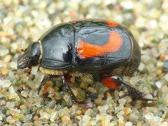 Spilodiscus arcuatus