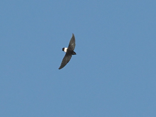 Böhm's Spinetail (Neafrapus boehmi)